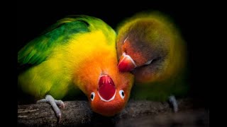 colorful lovebirds drinking water  parrots  lovely and beautiful chirping [upl. by Aryk]