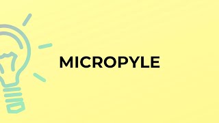 What is the meaning of the word MICROPYLE [upl. by Eelime]