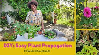 DIY Easy Plant Propagation [upl. by Getter]