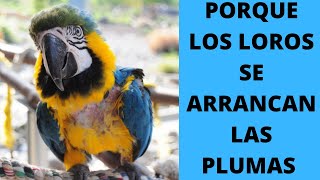 😒🦜Por qué los loros se arrancan las plumas [upl. by Wolbrom340]