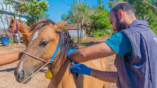 Encefalitis equina vacunaron a los caballos rescatados de la Tracción a Sangre en San Fernando [upl. by Alram207]