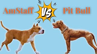 No an Amstaff is NOT a Pitbull [upl. by Tortosa50]