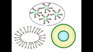 L 5 Micelles Membranes and Liposomes [upl. by Ajssatsan108]