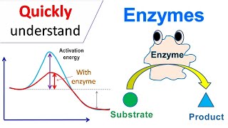 Enzymes [upl. by Ho]