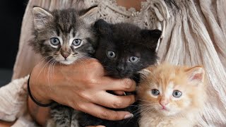 Rescuing kittens from a construction site [upl. by Timothy]