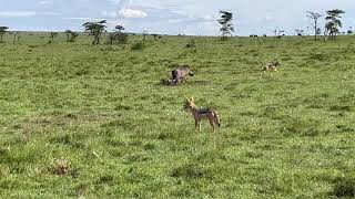 Deux chacals chassent les petits dun couple de phacochères dans le Massaï Mara Kenya  4K [upl. by Haidebez473]