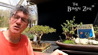 Pruning My Portulacaria afra and My Brazilian Rain Tree The Bonsai Zone May 2023 [upl. by Annay]