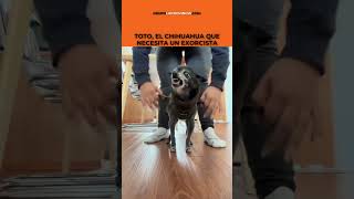 ⭕️ Toto el chihuahua que necesita un exorcista [upl. by Euqnomod]