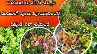 chamanthi plant care in telugu  get more blooms in chrysanthemum  chrysanthemum [upl. by Karly]