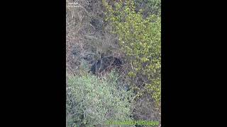 A Glimpse of Two Serow Togeather Low lite Video [upl. by Assirrak764]