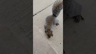 We have options Brown Noser squirrel squirrelvideo squirrels squirrelwatching squirrelfriend [upl. by Desmond]