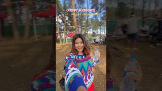 Cherry Blossom 🌸 ‘t Amar Utpaat 😂🤭 minivlog p1 youtubeshorts shortsfeed shorts vlog [upl. by Territus]