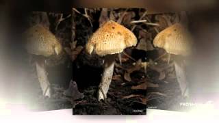 Inocybe fastigiata  fungi kingdom [upl. by Iegres]