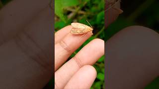 Find Insects Caterpillars Millipedes 🐛 findanimals short [upl. by Odlonyer]