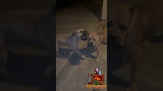 Boerboel vs Cane Corso [upl. by Billen]