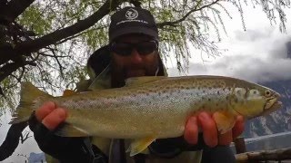 TROTA LACUSTRE del Garda🎣FERRATA IN DIRETTA🎣SALTI SPETTACOLARI🎣 [upl. by Imaon119]