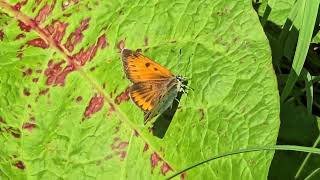 20241022 LJUBLJANA Prule LEPIDOPTERA Metuljček [upl. by Neiluj]