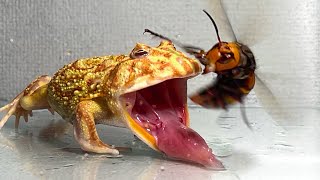 Give the frog the queen of the giant hornet  Pacman frog  African bullfrog【LIVE FEEDING】 [upl. by Llireva]