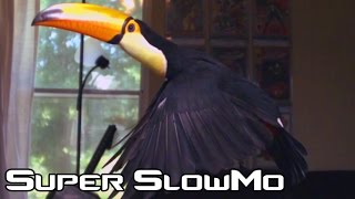 Toucan flying in Super Slow Motion [upl. by Brookes]