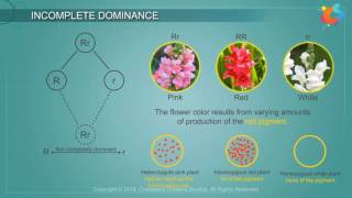 Incomplete Dominance [upl. by Devon]