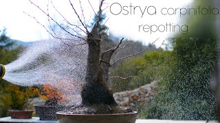 Ostrya carpinifolia yamadori repotting  Arkefthos Bonsai [upl. by Neelahs701]