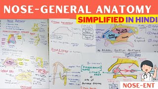 Nose  General Anatomy  Hindi  ENT [upl. by Geller]