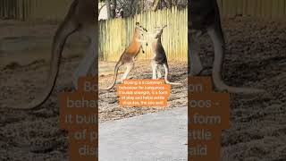 Kangaroos spotted boxing [upl. by Enirahtak508]