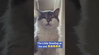 Cat drooling after smelling feet funnycats catvideos viralvideo viral cute cat kitten love [upl. by Carny822]