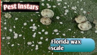 Florida wax scaleCeroplastes floridensisSoft scaleInstarsInteresting factsInsectLife on earth [upl. by Alliber409]