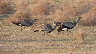 Houbara Bustards Chlamydotis undulata fuertaventurae Lanzarote [upl. by Iht630]