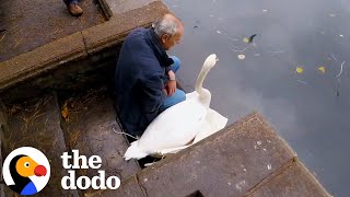 Rescuer Sits With Swan Until Hes Ready to Go  The Dodo [upl. by Olotrab]