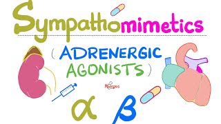 Sympathomimetics Adrenergic Agonists—Epinephrine Norepinephrine  Alpha amp Beta Receptors [upl. by Linell]