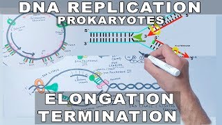 DNA Replication in Prokaryotes  Elongation and Termination [upl. by Wrennie]