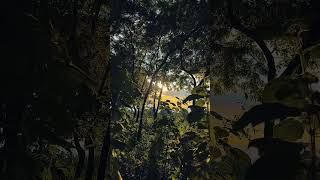 Nature view 🌱 nature video  nice jungle whatapp status nature video [upl. by Sayer367]