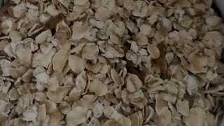 Florida Carpenter Ants eating mealworms episode 6 [upl. by Elleirol695]