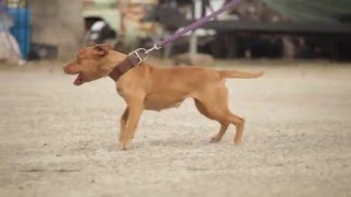 INTERVIEW WITH A GAME AMERICAN PIT BULL TERRIER BREEDER [upl. by Ibmab435]