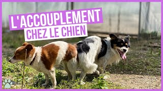 Comment fonctionne laccouplement chez les chiens [upl. by Wehtam]