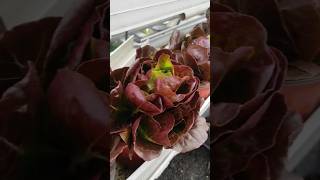 Red and Green Butterhead Lettuce [upl. by Otirecul]