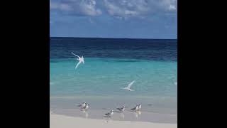 BIRDS FLYING IN TROPICAL BEACH  Birds Chirping Sounds [upl. by Marybella109]