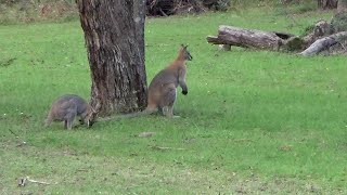 NSWQLD fossicking for beginners by a beginner  Aroona Glen [upl. by Howell814]