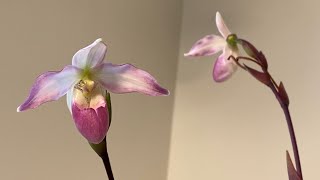 Bloom Profile No13  Phragmipedium Sedenii [upl. by Ayomat]