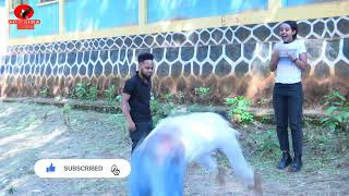 Komeedii Afaan Oromoo haaraa Dorgommii New Afan Oromo Comedy Dorgommi [upl. by Tnairb]