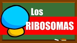 ✅RIBOSOMAS ✅ Estructura y función ✅ [upl. by Soule278]