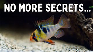 Everything You Should Know Before You Get Ram Cichlids 7 Tips for Keeping Rams in an Aquarium [upl. by Otrevire]