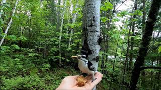 Hairy Woodpecker Nest June082020 [upl. by Elahcar301]