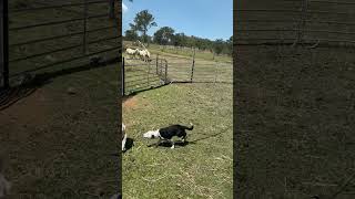 Boonah Working Dog Sale “Hazel” [upl. by Etteyniv86]