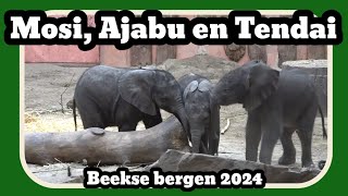 3 jonge olifantjes in de Beekse bergen 2024 [upl. by Stoughton662]