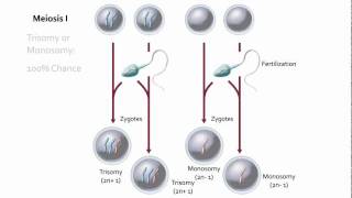 Visualizing Nondisjunction [upl. by Tirreg]