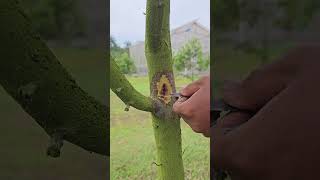 Durian Phytophthora Treatment [upl. by O'Doneven]