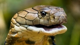 King Cobra Defecating 02  Slow Motion [upl. by Obe]